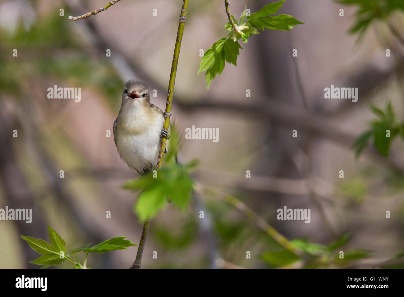 Le viréo mélodieux (Vireo gilvus) chanter au printemps Banque D'Images