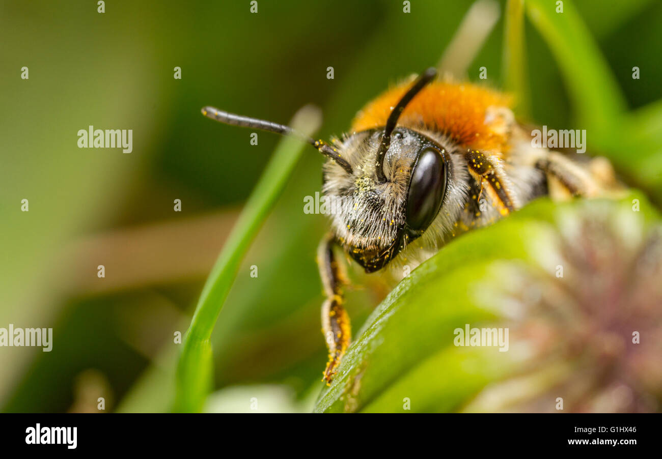 Au début de l'exploitation minière (abeille Andrena haemorrhoa) Banque D'Images