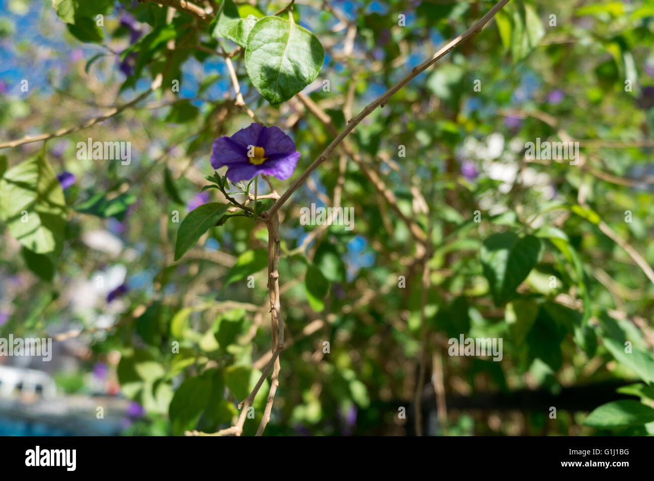 Fleur pourpre sur un arbre Banque D'Images