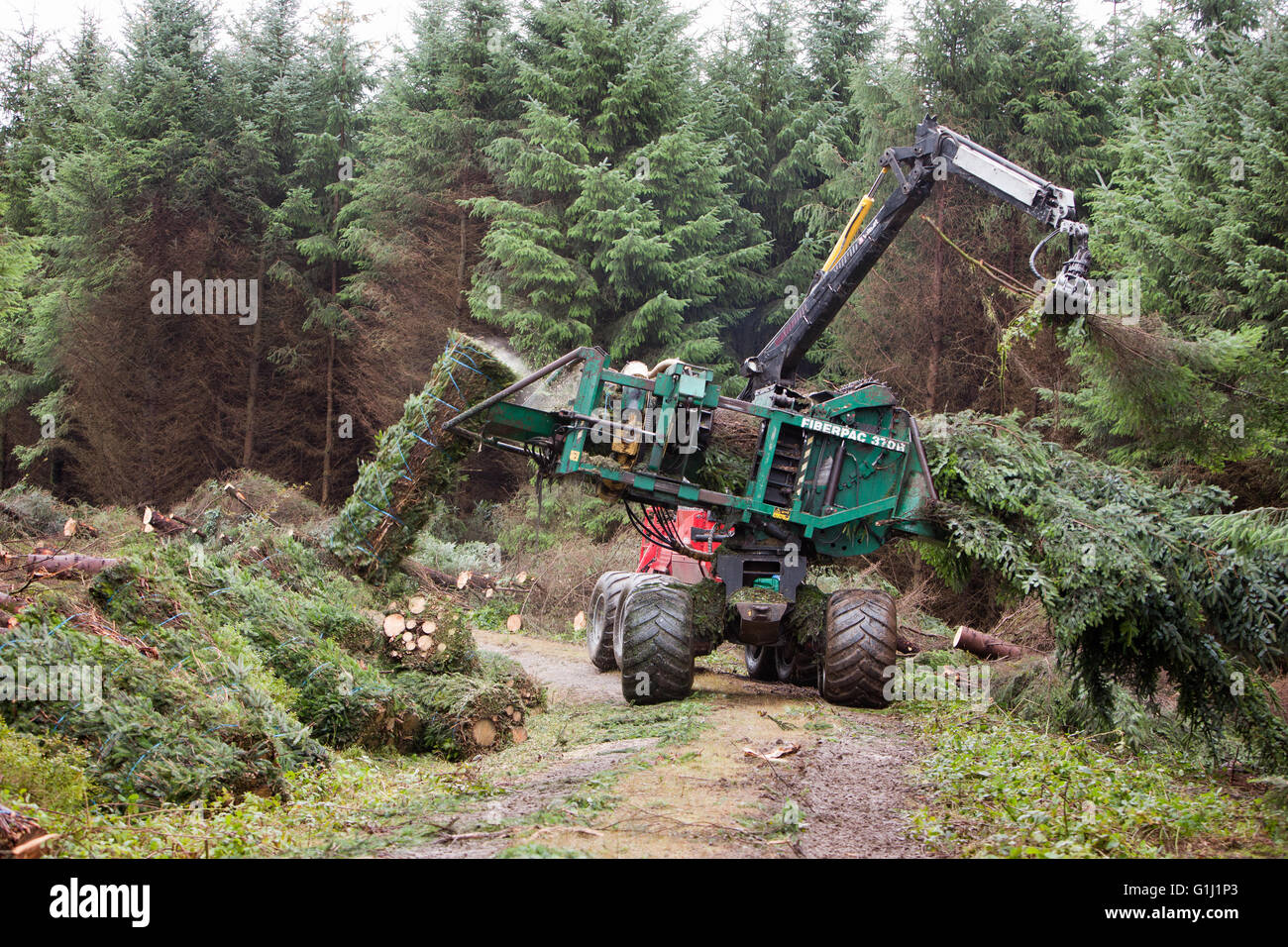 Une ramasseuse-presse Brash au travail sur les terrains de la Commission forestière près de Neath au Pays de Galles. Banque D'Images