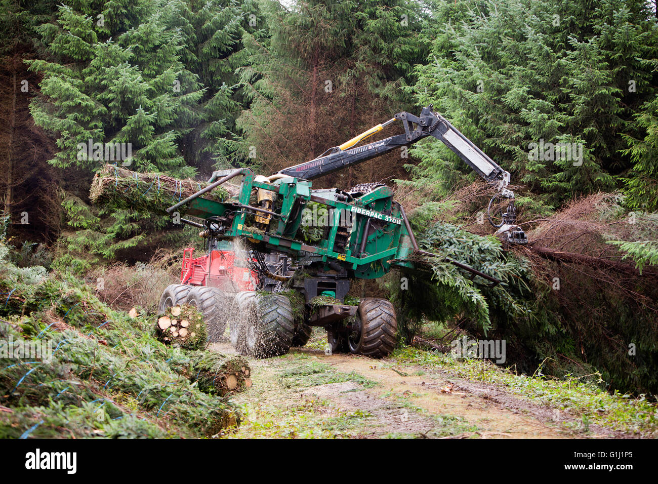 Une ramasseuse-presse Brash au travail sur les terrains de la Commission forestière près de Neath au Pays de Galles. Banque D'Images
