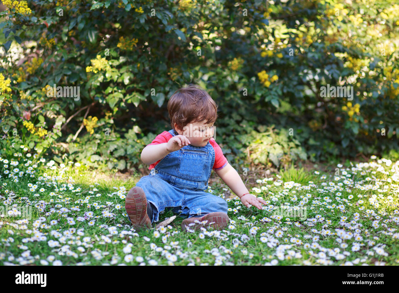 Garçon assis sur l'herbe et fleurs Daisy Banque D'Images