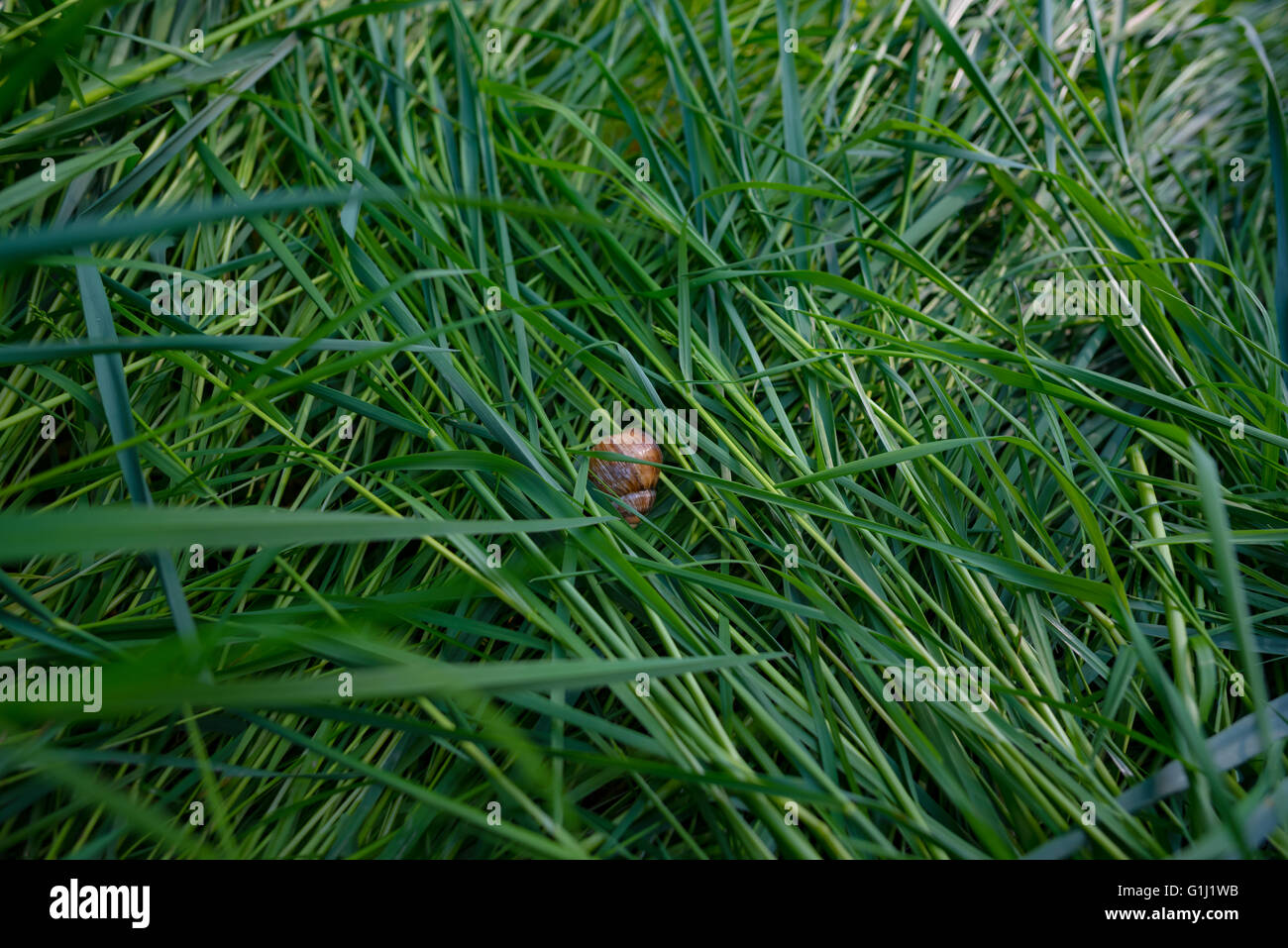 Étrange escargot caché sur l'herbe dans le jardin Banque D'Images