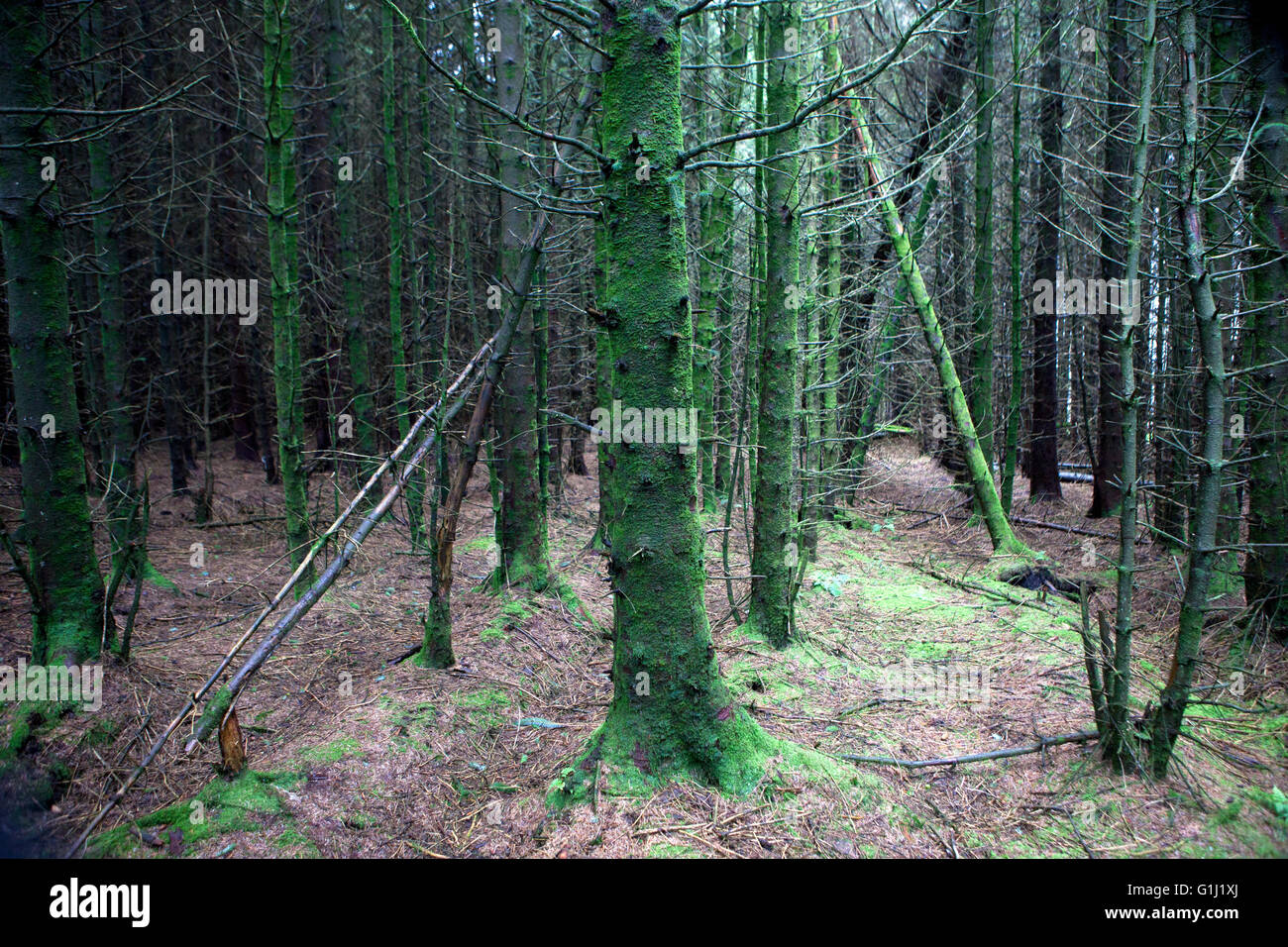 Plantation d'Épinettes de Sitka à maturité sur des terres de la Commission des forêts du pays de Galles près de Neath. Banque D'Images