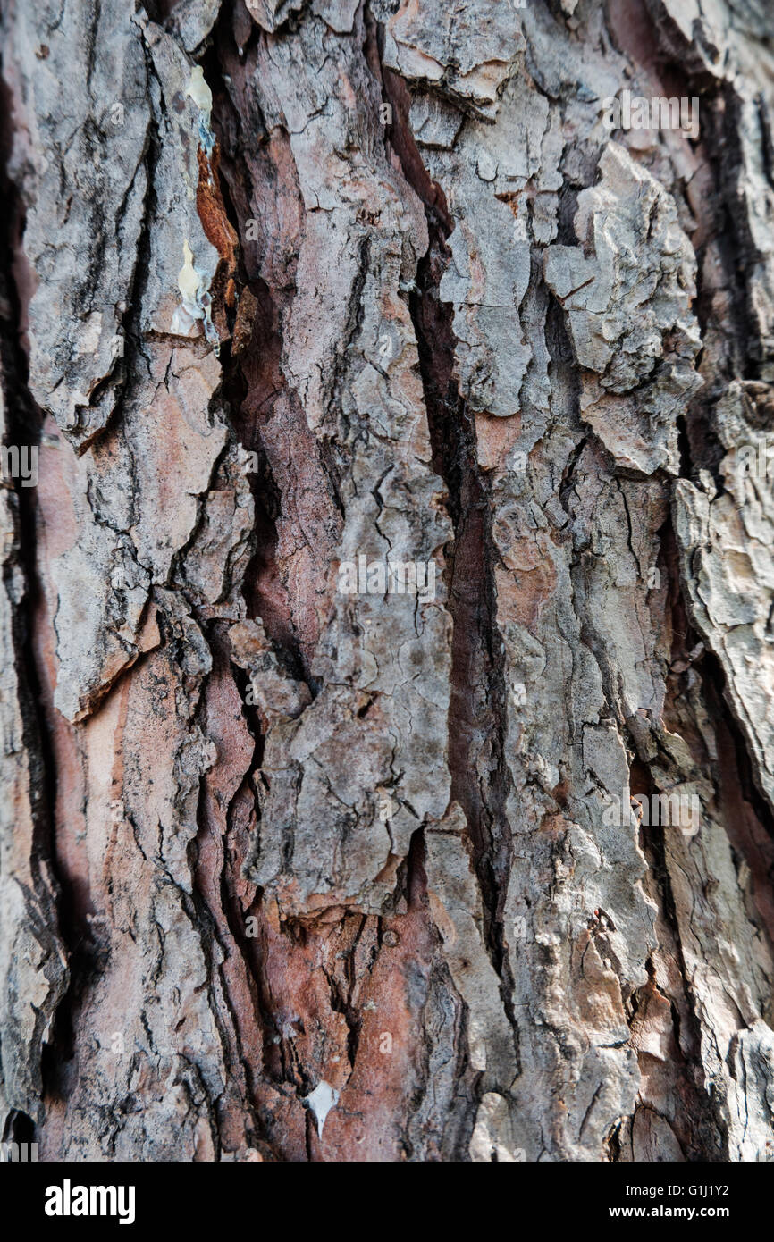 Bois de pin/background texture arbre Banque D'Images