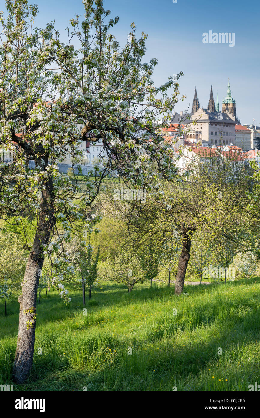 Vue sur le château de Prague à partir de la colline de Petrin blossoming, Prague, République Tchèque, Europe Banque D'Images