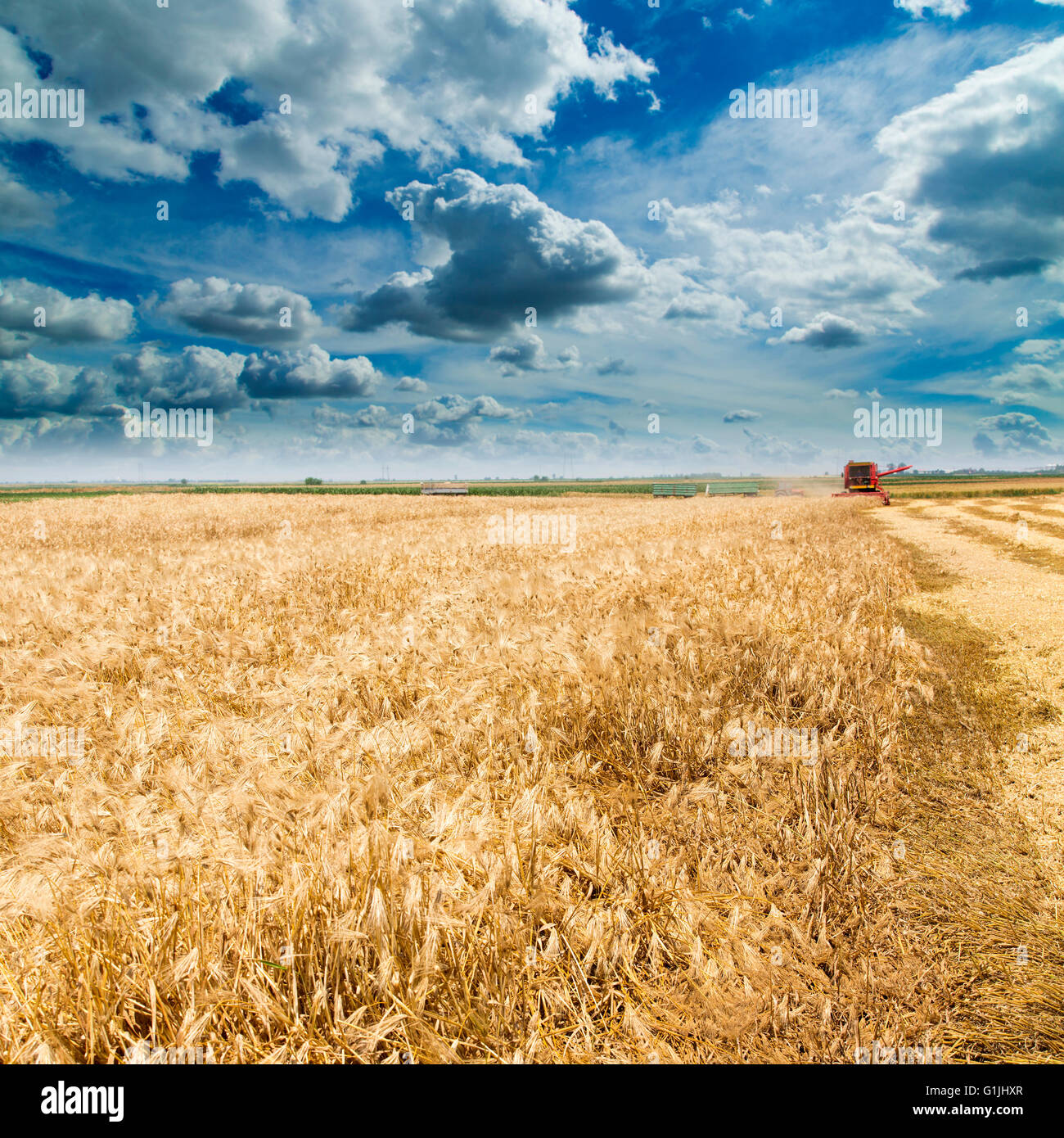 Moissonneuse batteuse en action sur la récolte d'un champ d'orge Banque D'Images