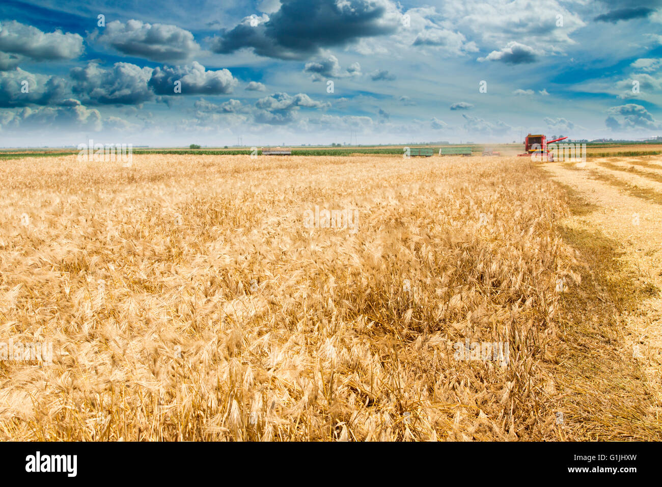 Moissonneuse batteuse en action sur la récolte d'un champ d'orge Banque D'Images