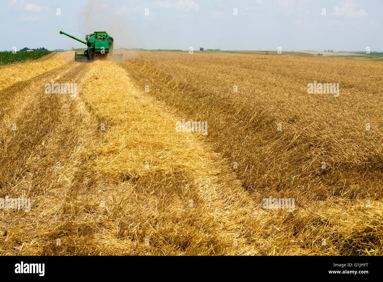 Moissonneuse batteuse en action sur le champ de blé Banque D'Images