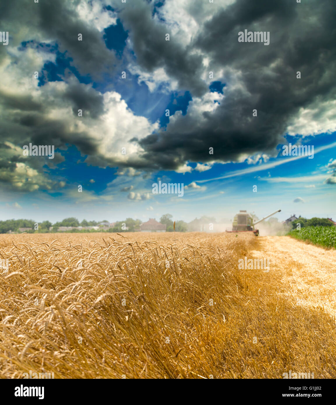 Moissonneuse batteuse en action sur le champ de blé Banque D'Images