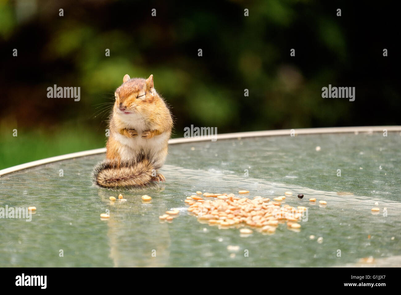 Manger Chipmunk seeds dans l'arrière-cour. Banque D'Images