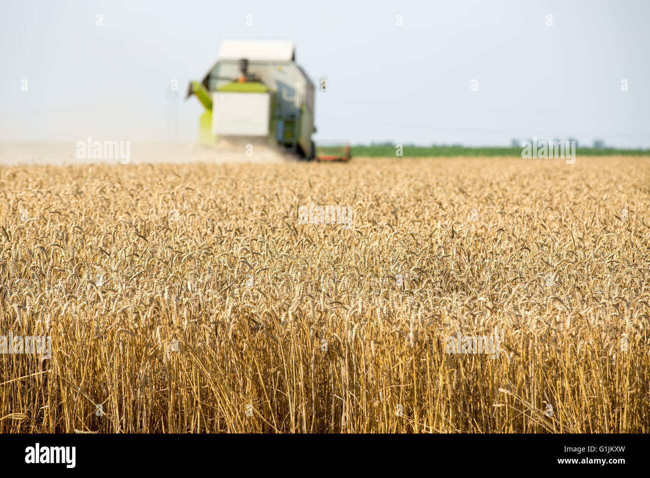 Moissonneuse batteuse en action sur le champ de blé Banque D'Images