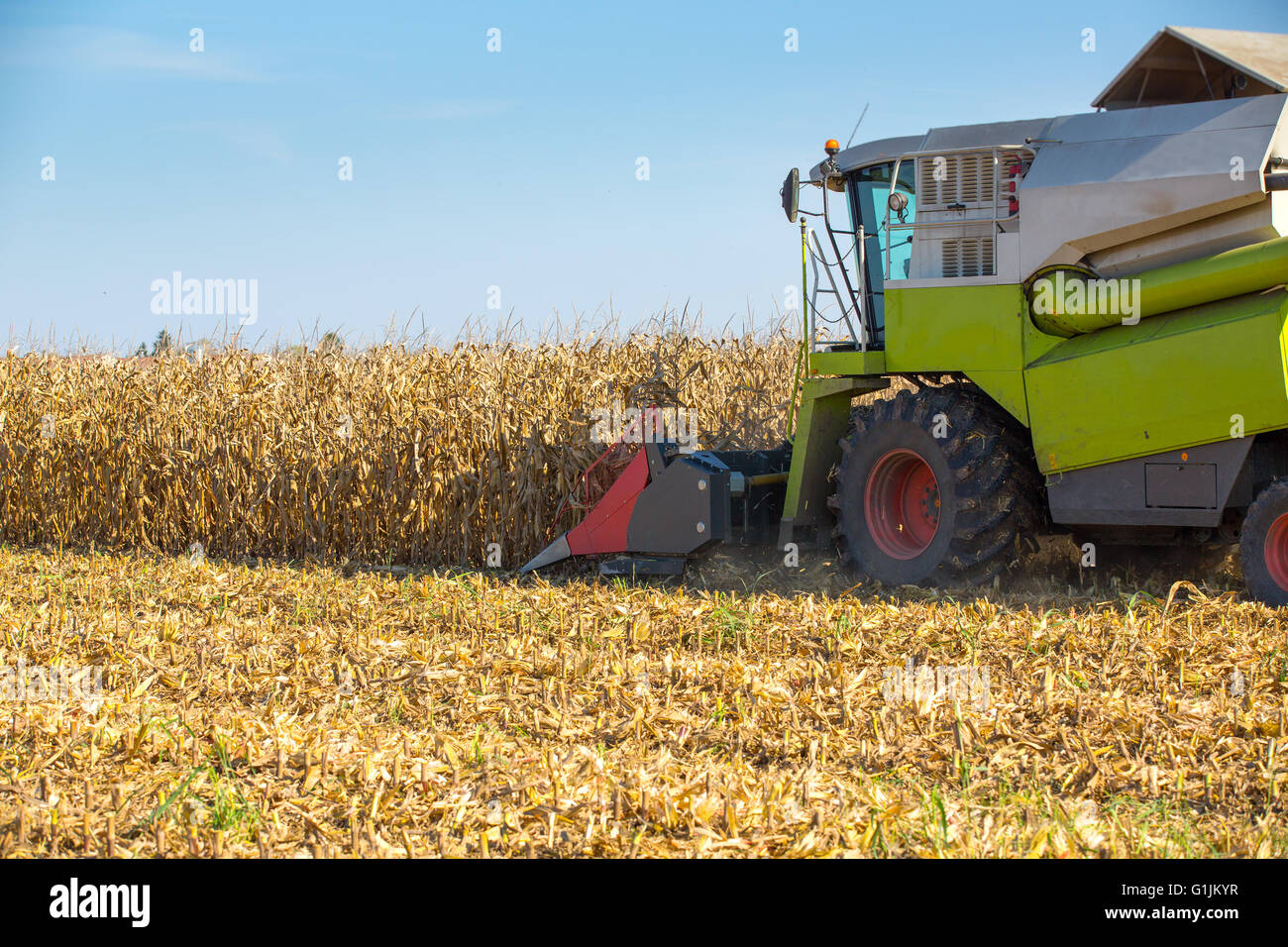 Moissonneuse-batteuse, la récolte du maïs grains de maïs. Banque D'Images
