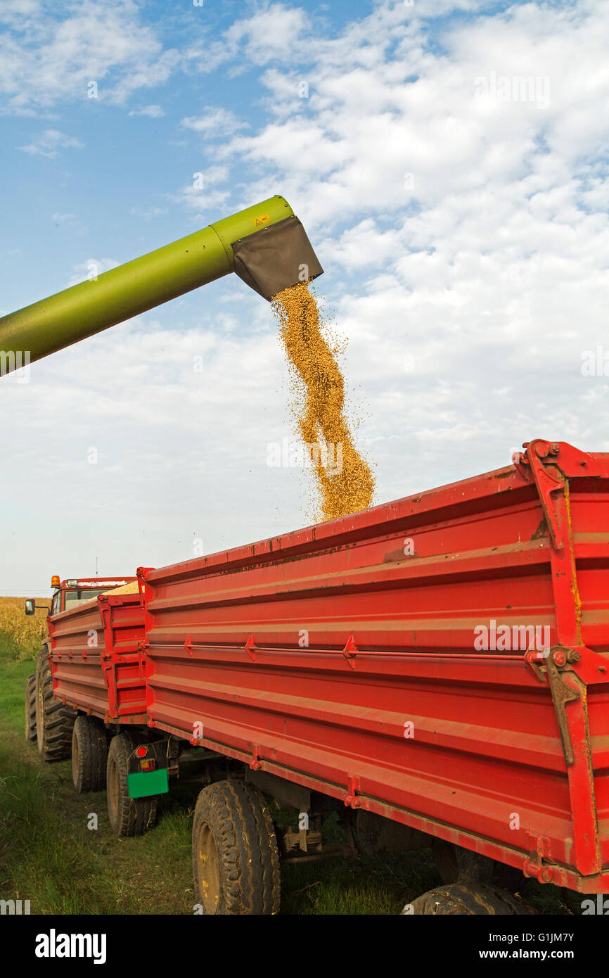 Moissonneuse-batteuse, décharge de graines de soja après la récolte Banque D'Images