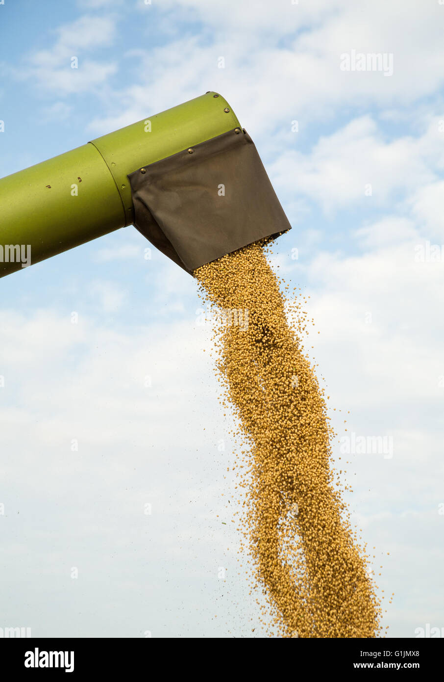 Moissonneuse-batteuse, décharge de graines de soja après la récolte Banque D'Images