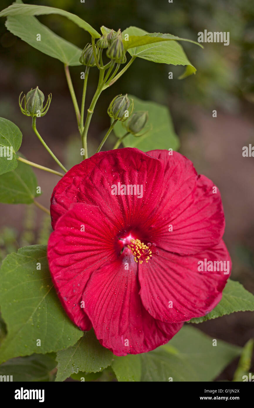 Fleur d'Hibiscus rouge en fleurs avec des gouttes de pluie dans le jardin. Banque D'Images Fleur d'Hibiscus rouge en fleurs avec des gouttes de pluie dans le jardin. Banque D'Images