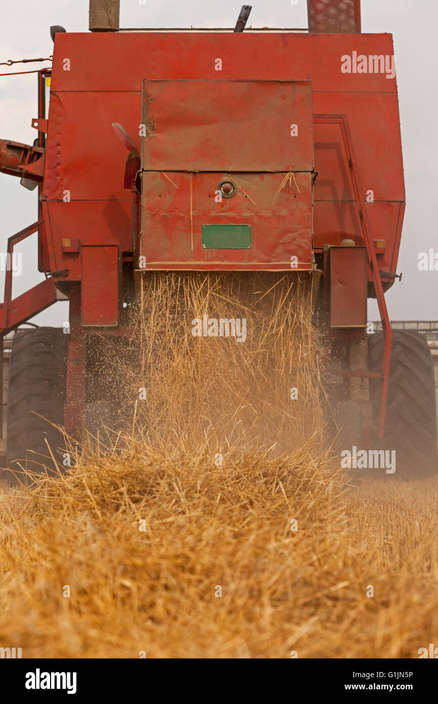 La récolte du blé de la moissonneuse-batteuse sur terrain Banque D'Images