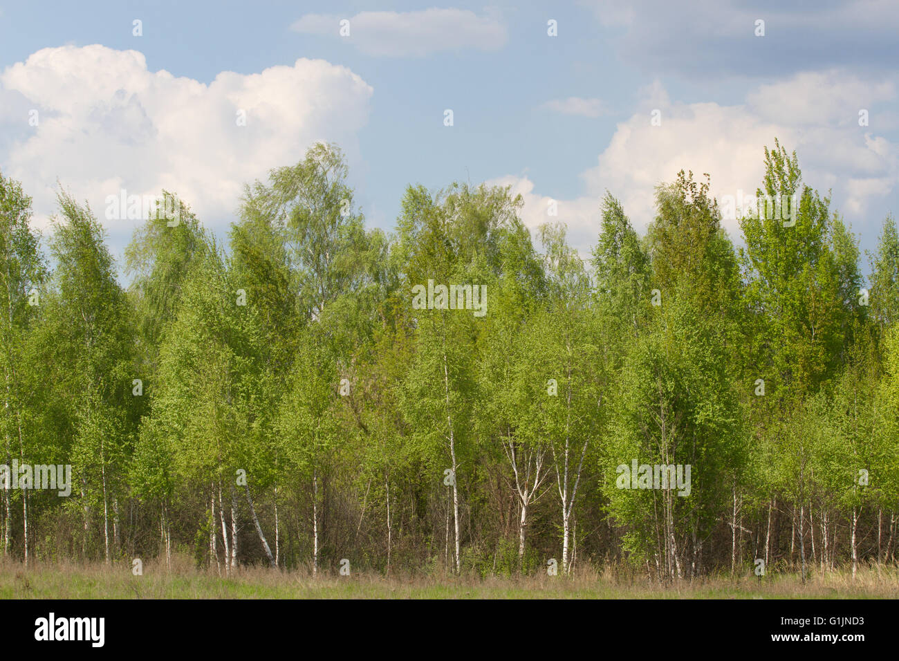 Birch Grove sur la frontière avec la Biélorussie et la Russie. Situé dans la région de Sumy, Ukraine, Polissya Banque D'Images