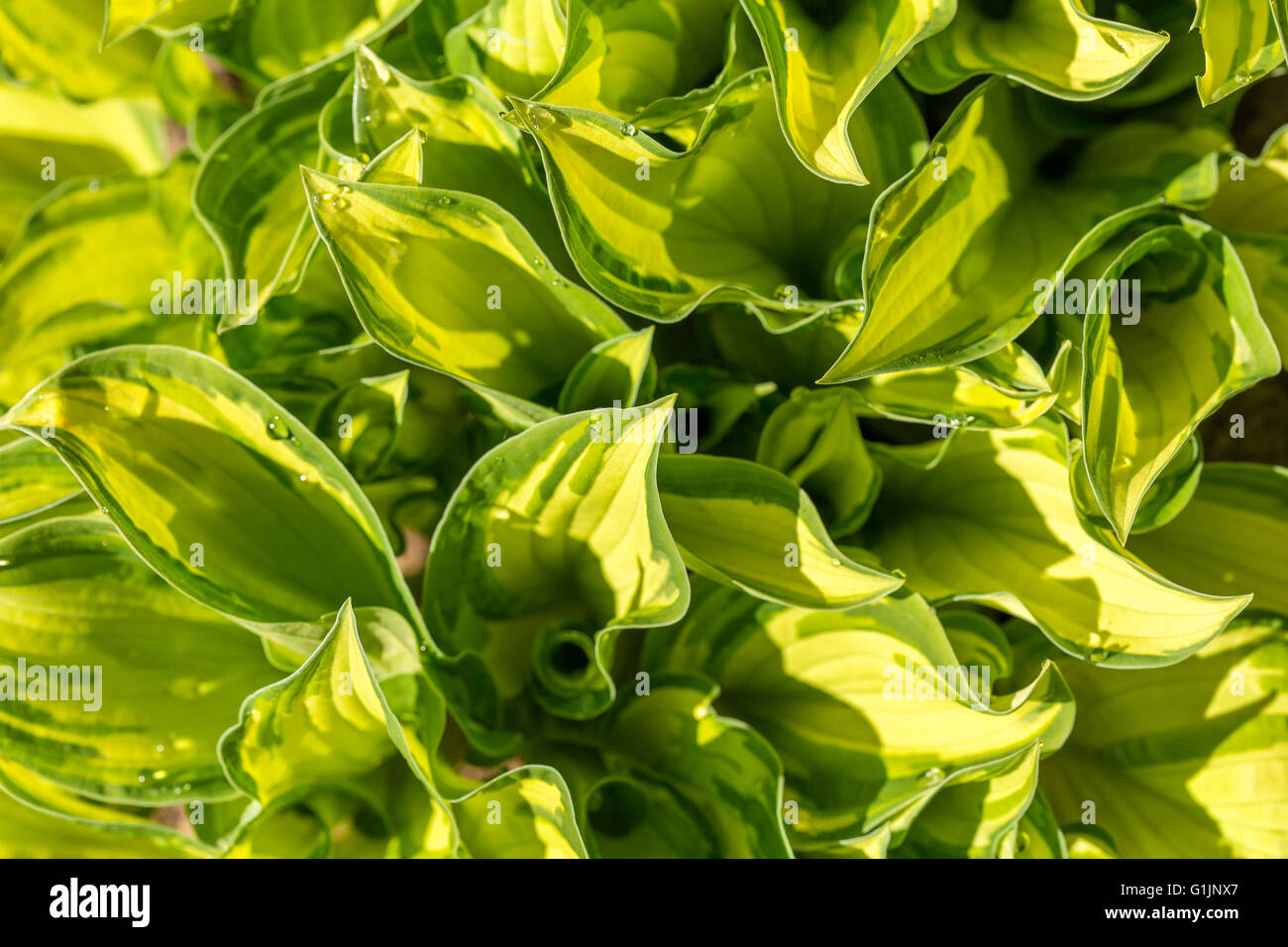 Macro gouttes d'eau sur des feuilles des plantes vertes pour l'arrière-plan naturel, le papier peint ou toile d'utilisation. Arrière-plan de printemps. Toile de printemps. Banque D'Images