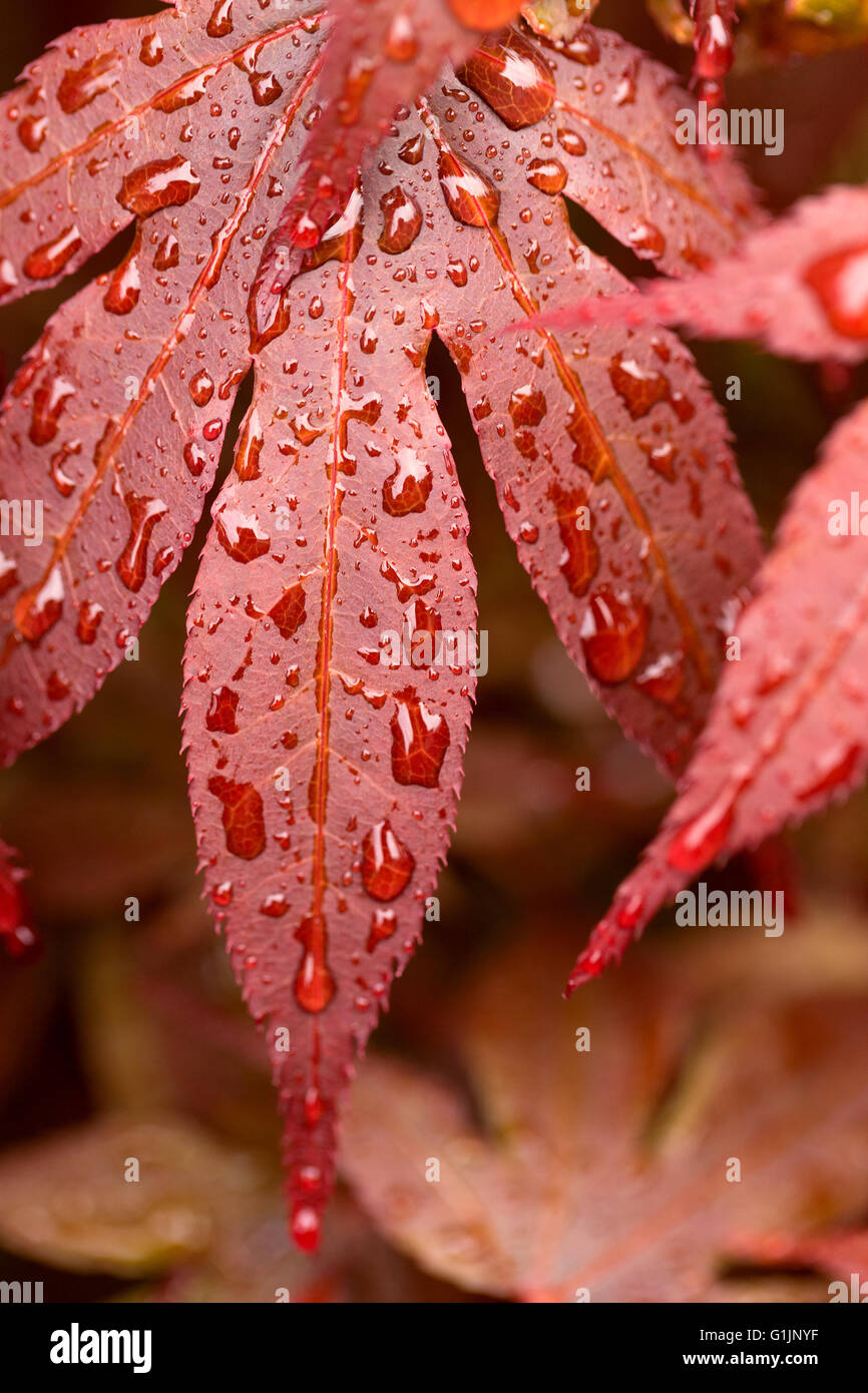 Macro gouttes d'eau sur la feuille d'érable rouge fond naturel, papier peint ou toile de l'utilisation, après la pluie dans le milieu naturel Banque D'Images