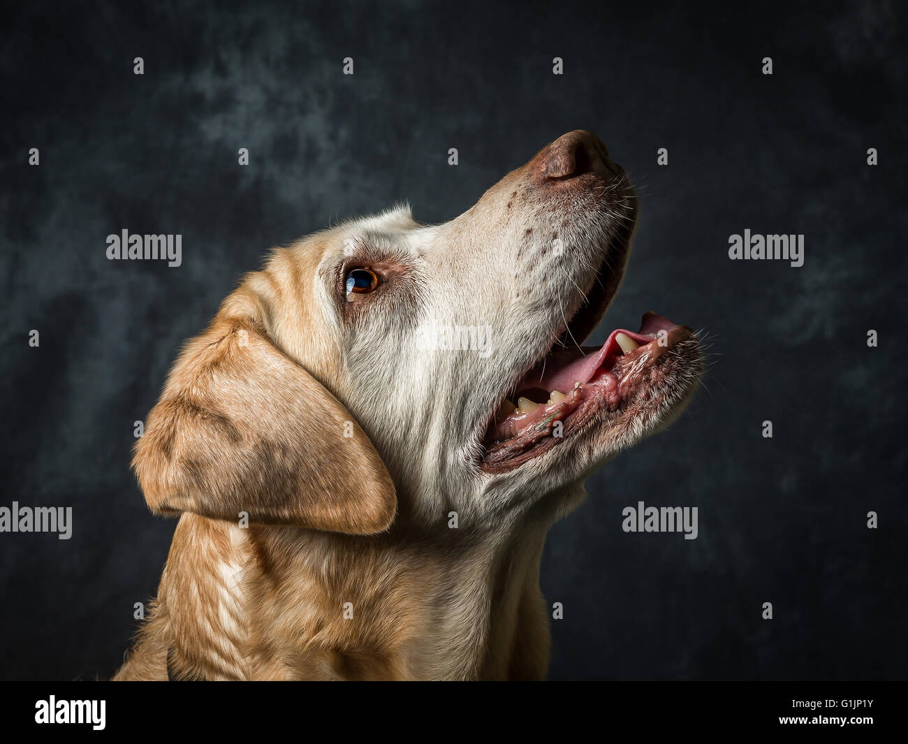 Labrador Retriever jaune Banque D'Images