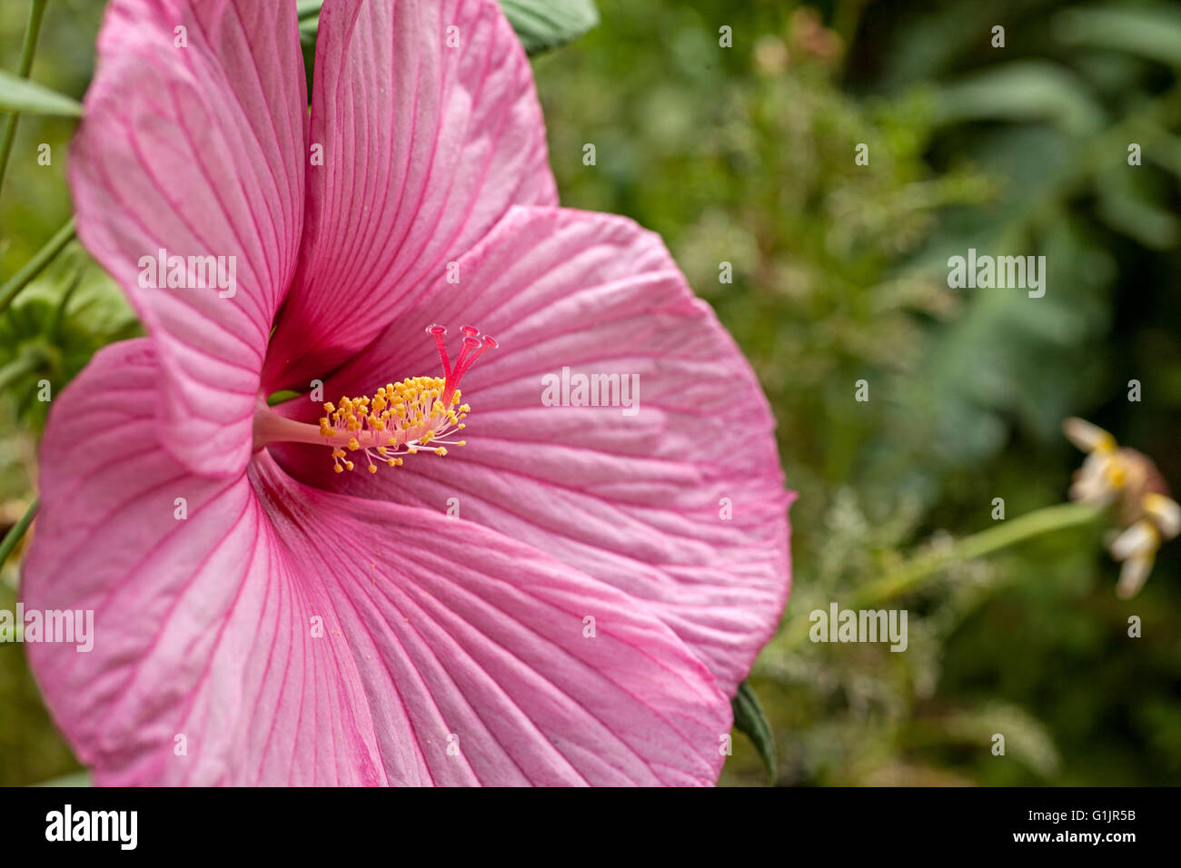 Fleur d'Hibiscus rose in garden Banque D'Images