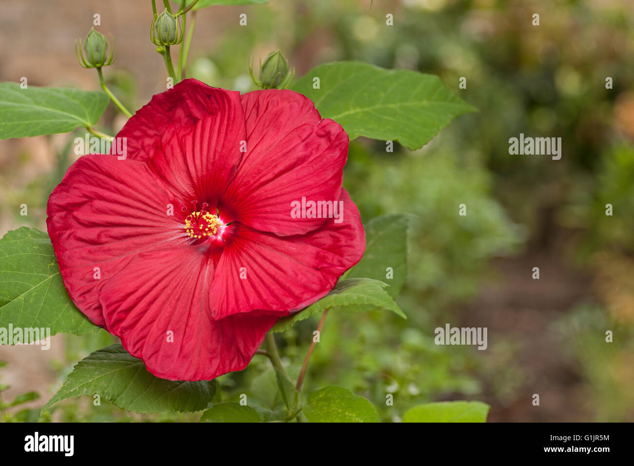 Fleur d'Hibiscus rouge en jardin Banque D'Images