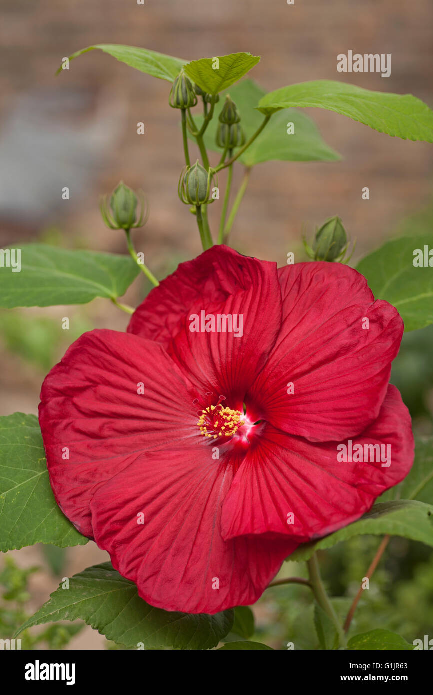 Fleur d'Hibiscus rouge en fleurs dans le jardin Banque D'Images