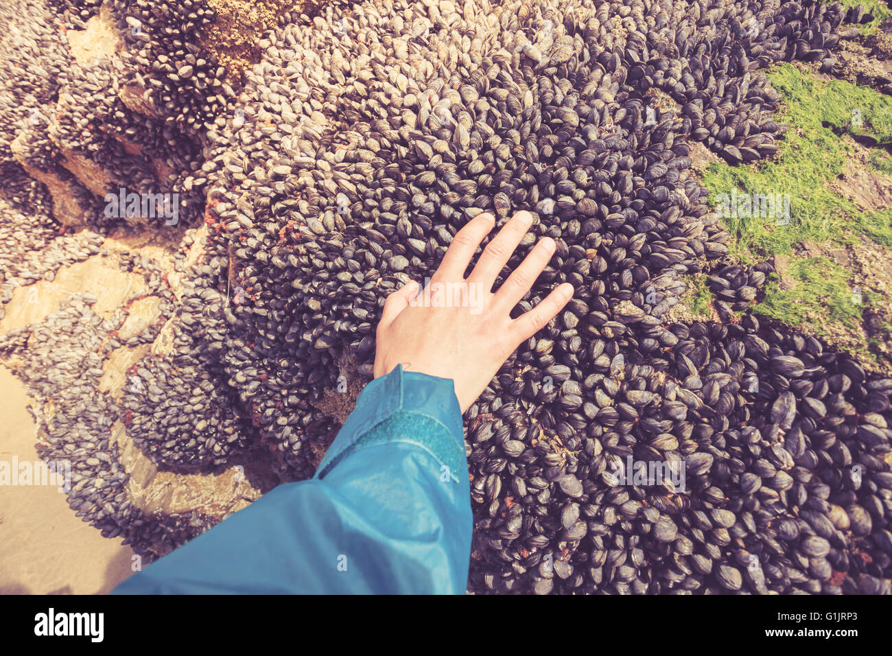 A woman's hand est de toucher certaines moules poussant sur un rocher Banque D'Images