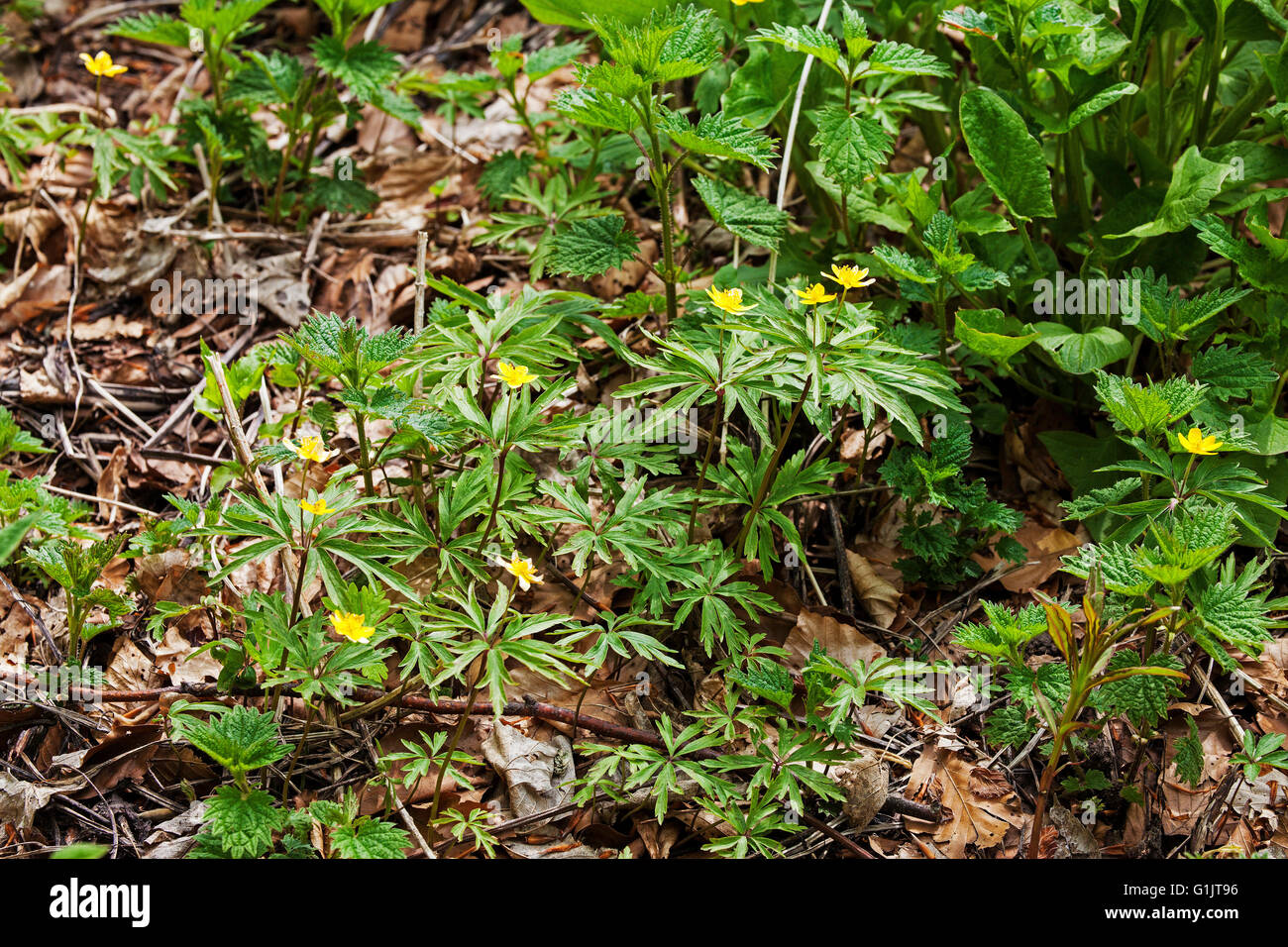 Anemone ranunculoides anémone jaune Parc Naturel Régional du Vercors France Banque D'Images