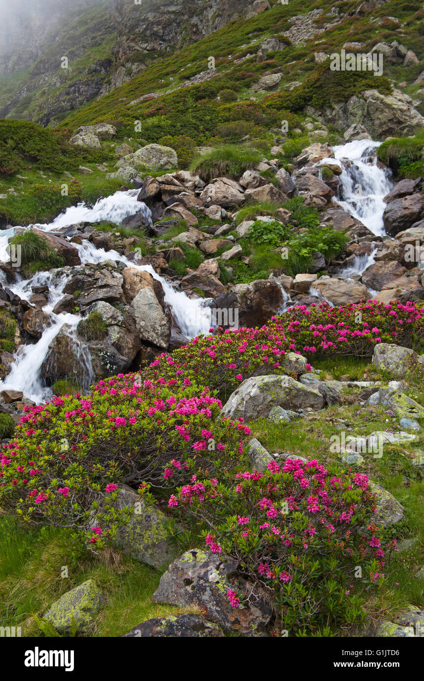 Rhododendron ferrugineum Alpenrose à côté du lit de ruisseau Gedre près du Cirque de Troumouse Parc National des Pyrénées France Banque D'Images