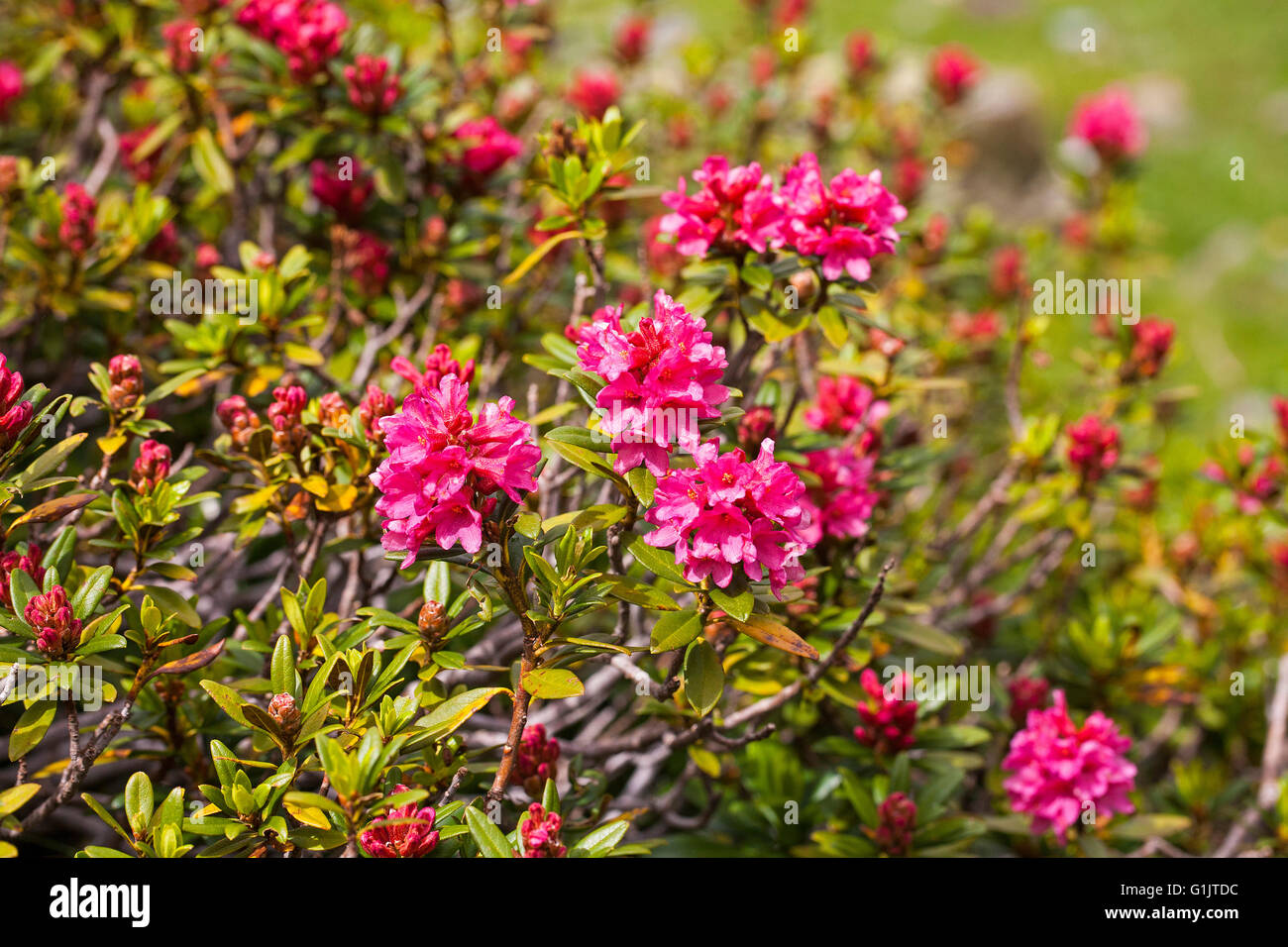 Alpenrose Rhododendron ferrugineum près du Cirque de Troumouse Parc National des Pyrénées France Banque D'Images