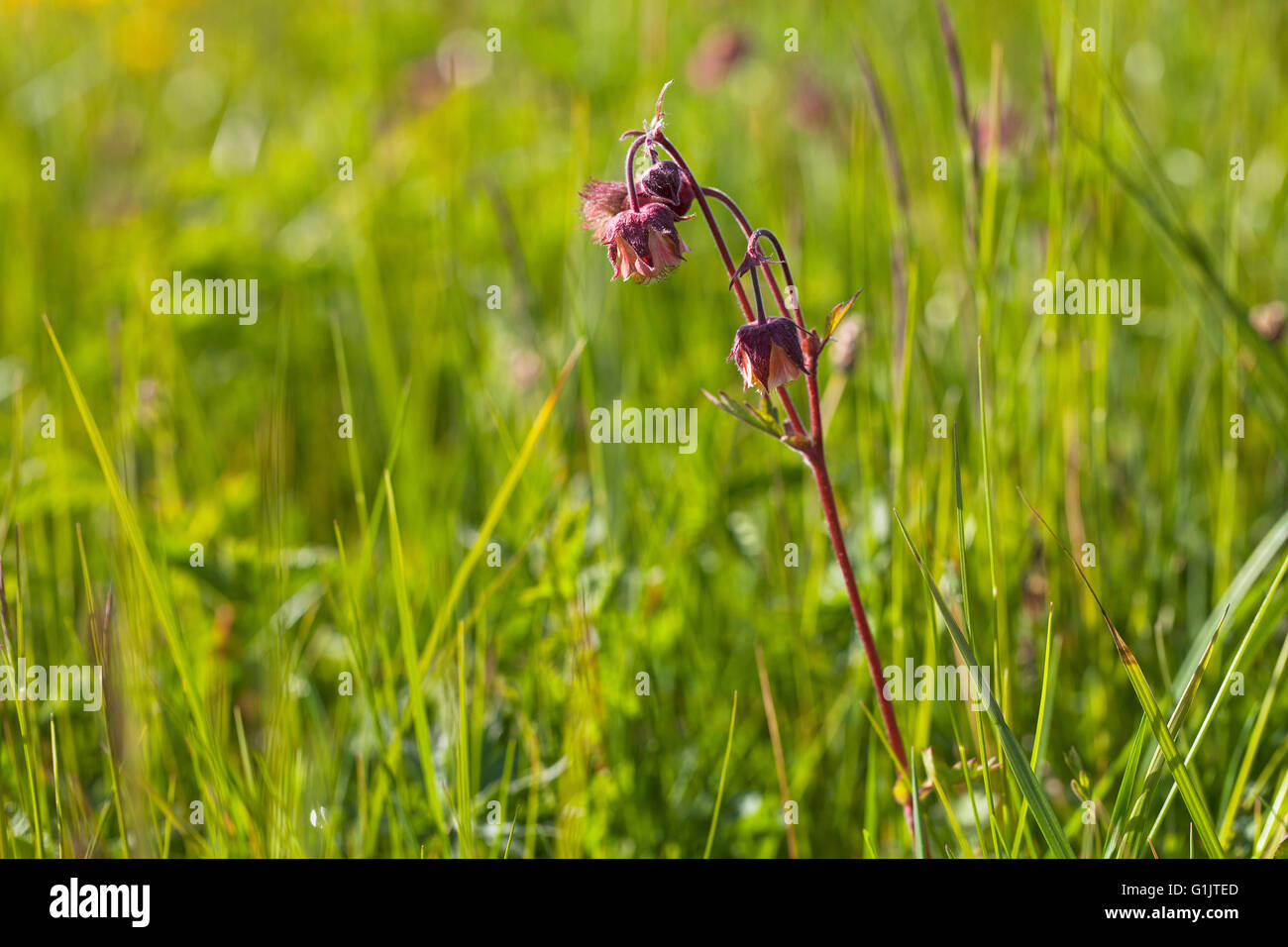 Benoîte Geum rivale dans l'eau prés de l'eau Ringwood Hampshire England UK Banque D'Images