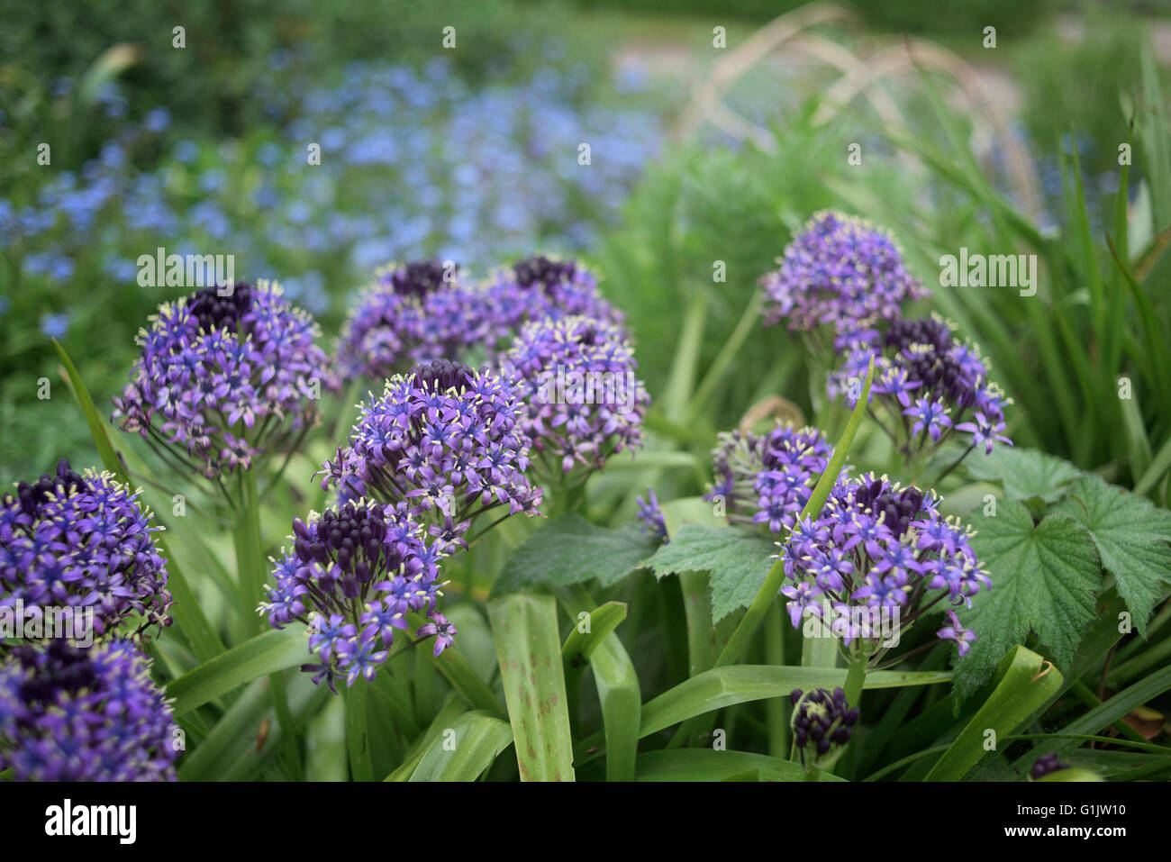 Portugais squill. Scilla peruviana Banque D'Images