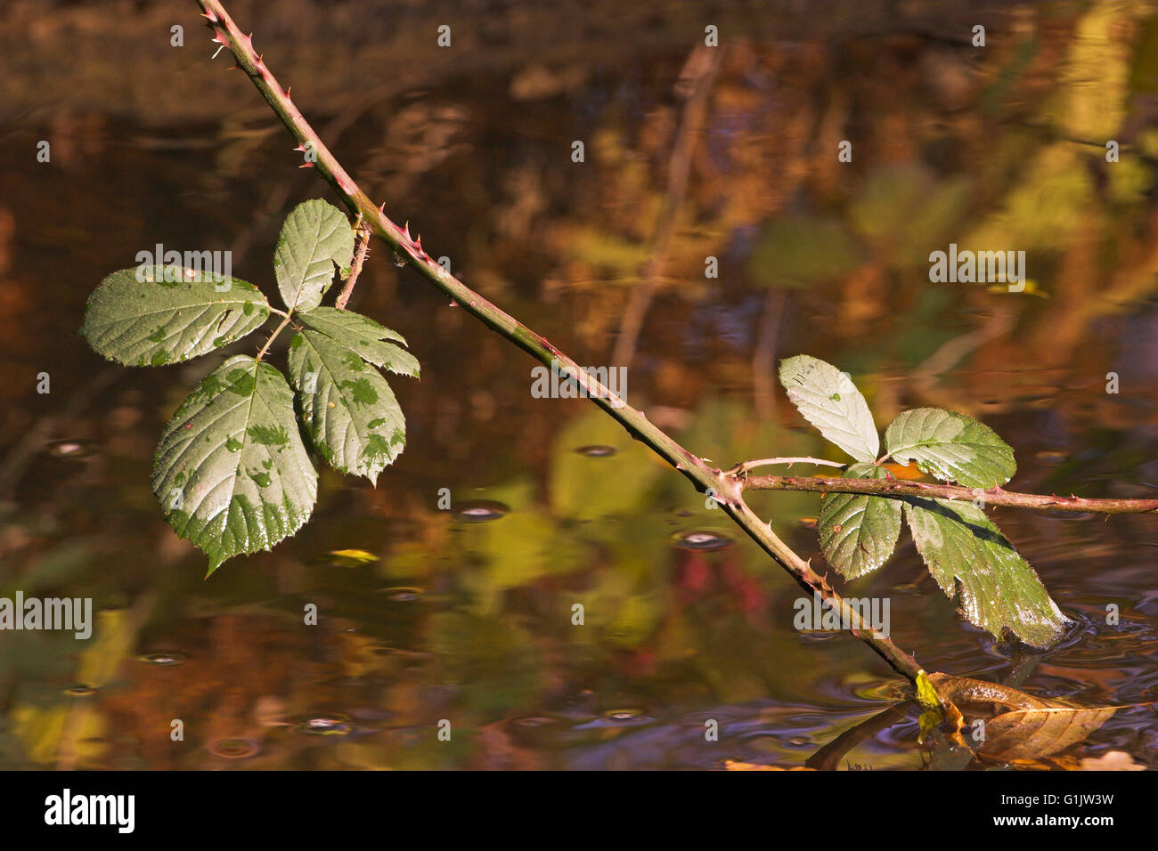 Bramble Rubus feuilles fruiticosus compte dans le ruisseau près de l'eau Avon Wootton Coppice Enceinte New Forest National Park Hamp Banque D'Images