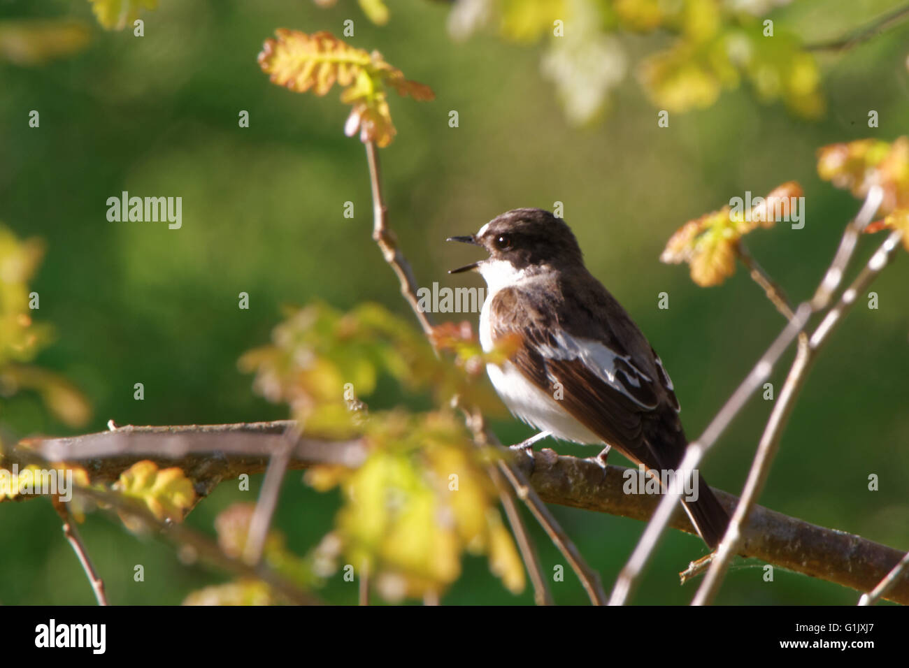 (Ficedula hypoleuca), une espèce de passereau de la famille de l'Ancien Monde. Banque D'Images