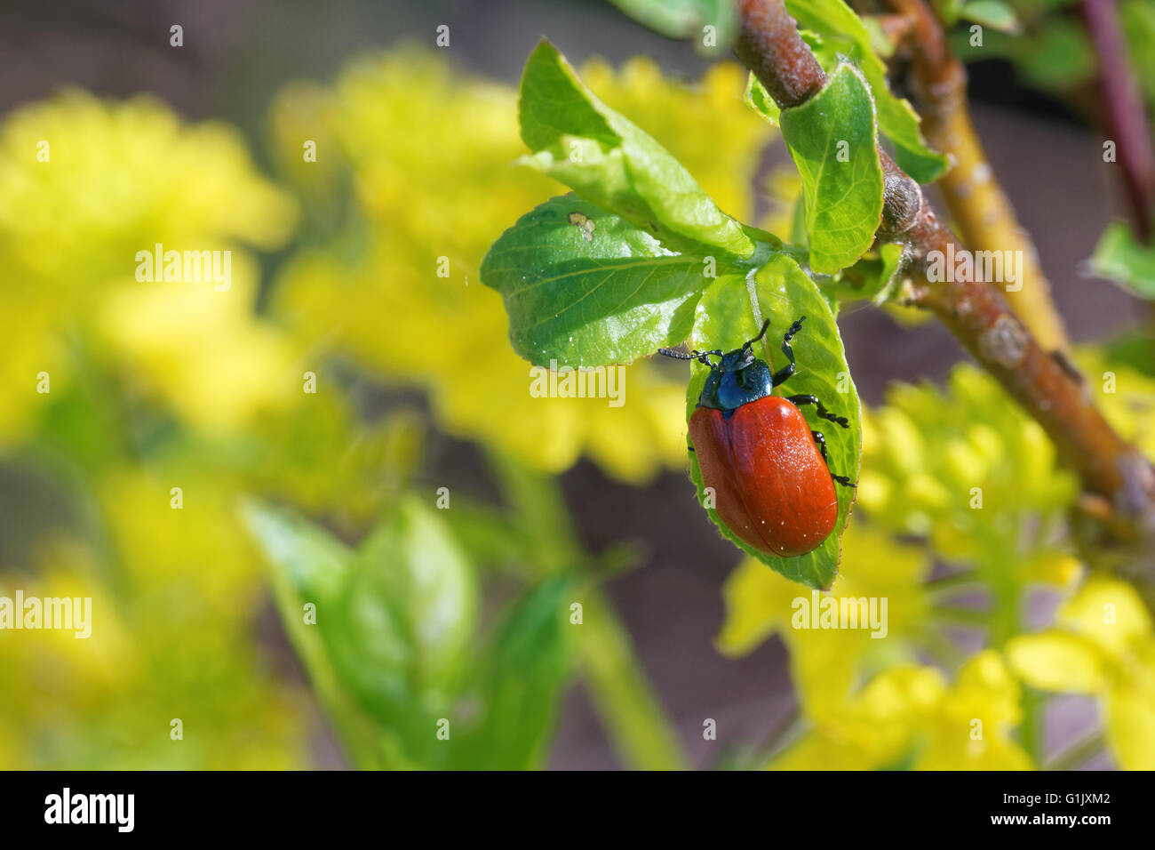 Chrysomela populi est une espèce de vaste-shouldered chrysomèles appartenant à la famille des Chrysomelidae. Banque D'Images