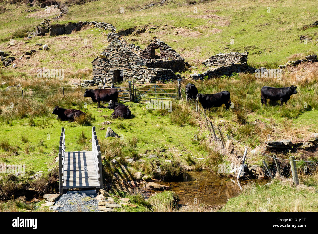 Freerange noirs gallois paître par passerelle au-dessus d'Afon y mcg en collines du Parc National de Snowdonia à améliorer la biodiversité. Pays de Galles Banque D'Images