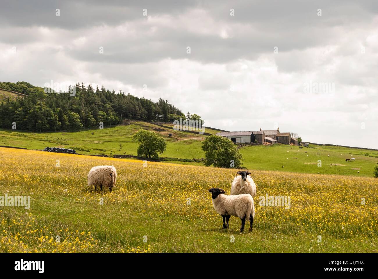 Les moutons en anglais Hay Meadow Banque D'Images