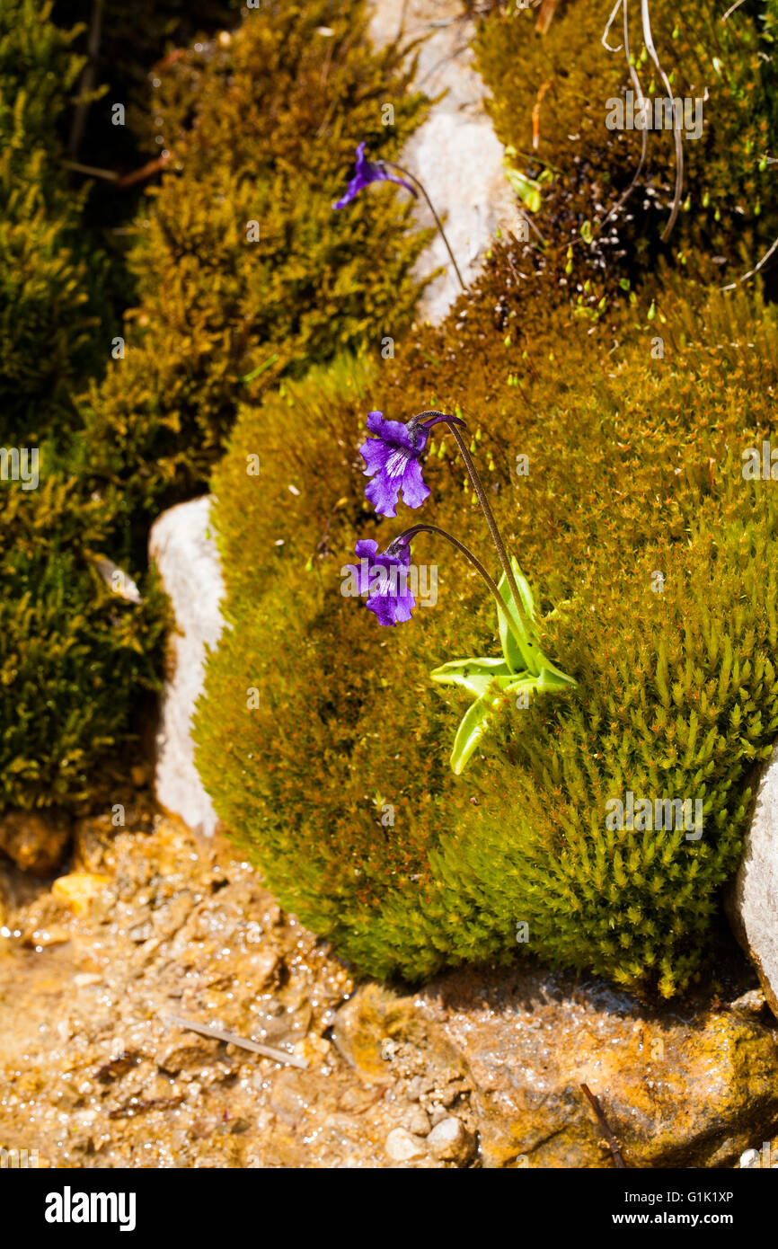 Grassette à grandes fleurs Penguicula grandiflora poussent à travers la vallée de Combeau moss Parc Naturel Régional du Vercors Vercors Fr Banque D'Images