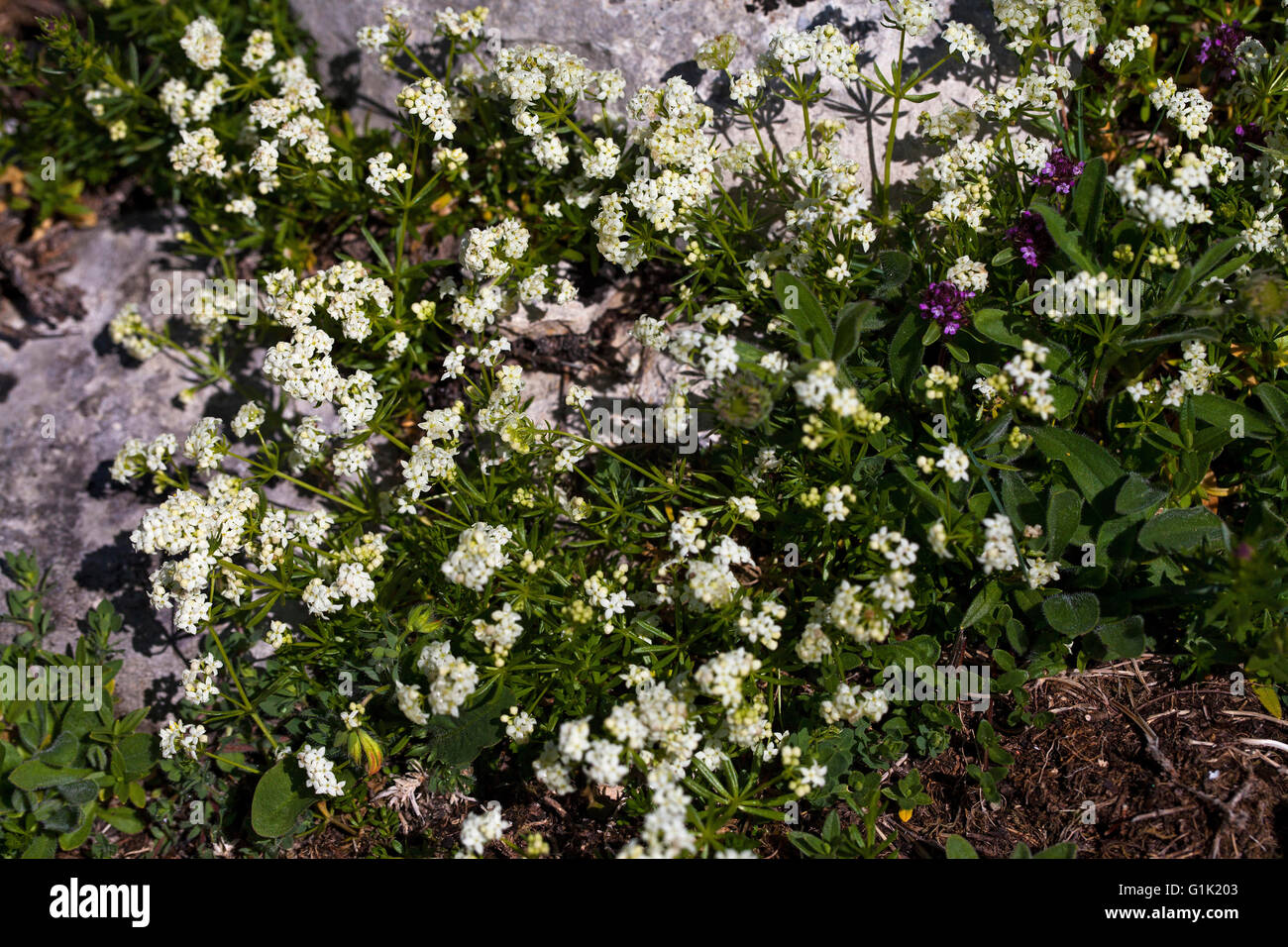 Le gaillet coussin saxosum Gallium Hauts Plateaux Réserver Parc Naturel Régional du Vercors Vercors France Banque D'Images