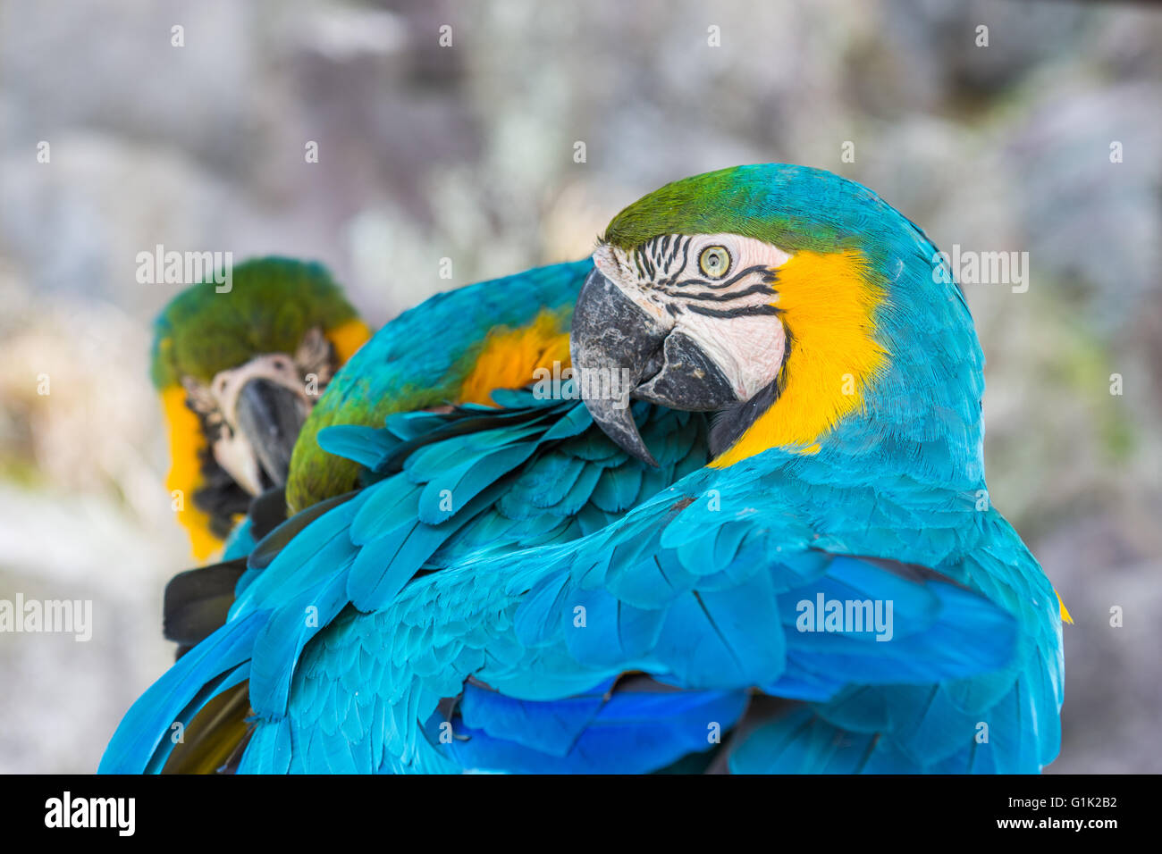 Un perroquet coloré sur la branche au zoo Banque D'Images