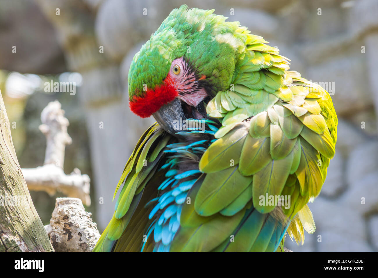 Un perroquet coloré sur la branche au zoo Banque D'Images