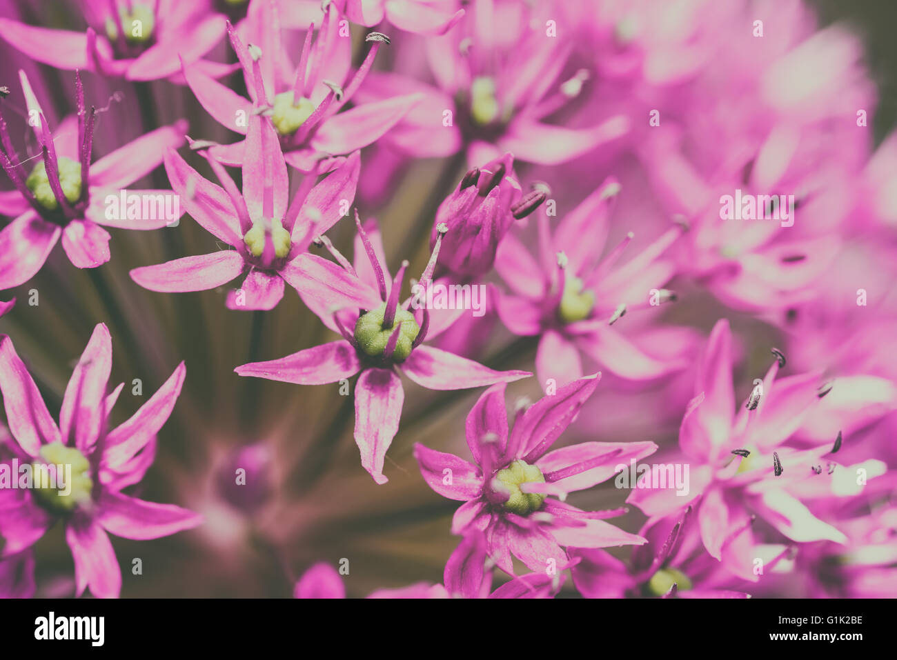 L'allium Fleurs Close Up Banque D'Images