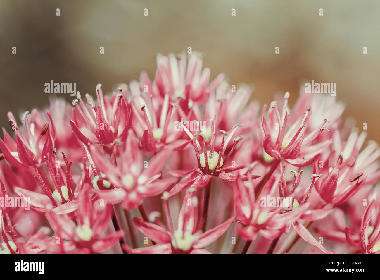 L'allium Fleurs Close Up Banque D'Images