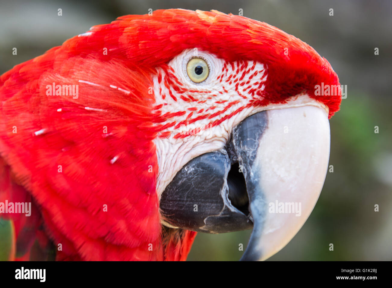 Un perroquet coloré sur la branche au zoo Banque D'Images