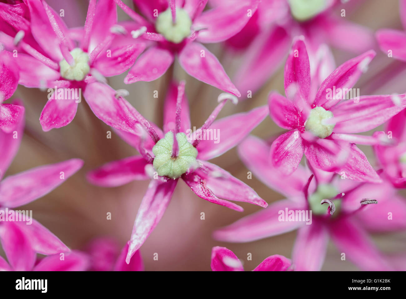 L'allium Fleurs Close Up Banque D'Images