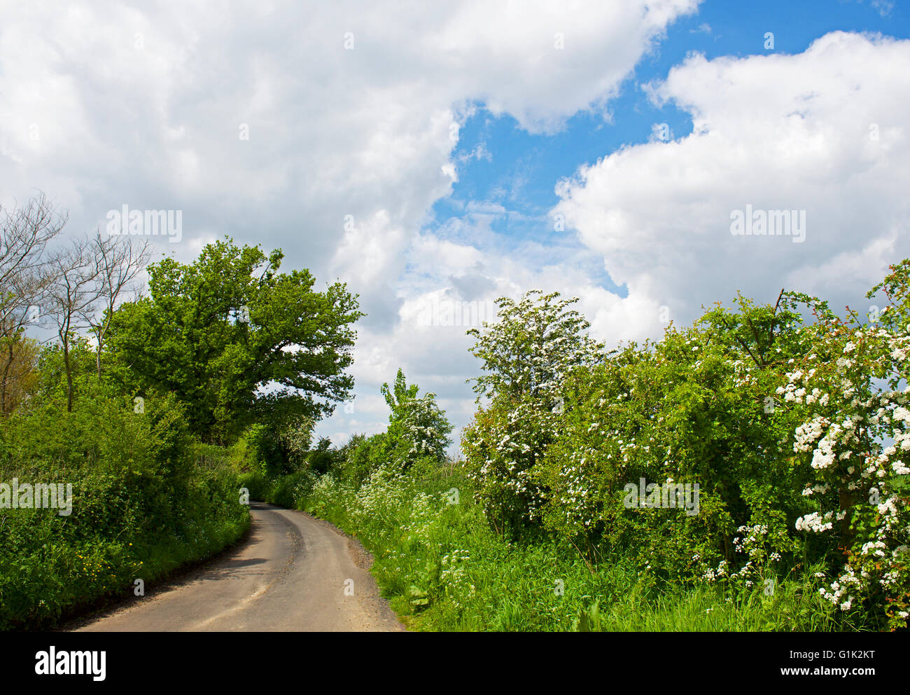 Route à travers Fingringhoe Wick, une réserve naturelle de fiducie de la faune d'Essex, Essex, Angleterre Royaume-uni Banque D'Images