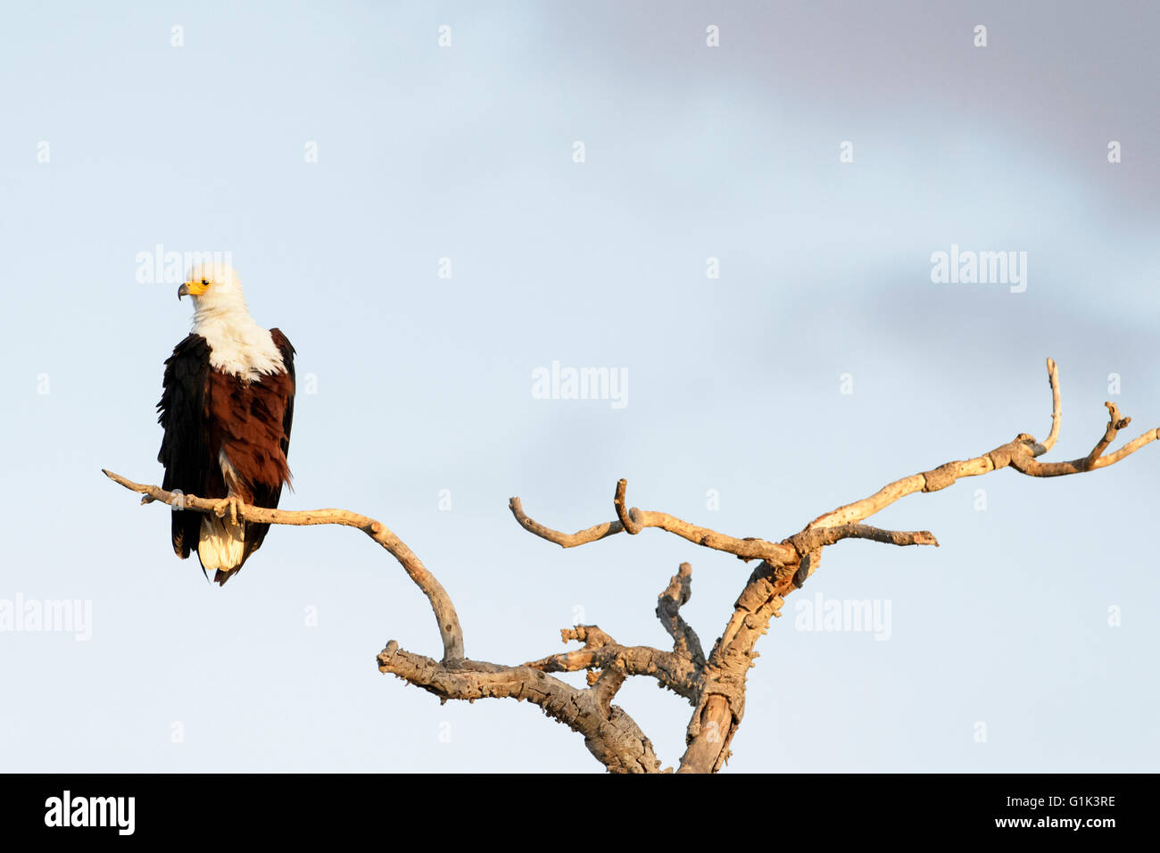 Poissons d'Afrique blanche (Haliaeetus vocifer) assis sur une branche d'arbre, Kruger National Park, Afrique du Sud Banque D'Images