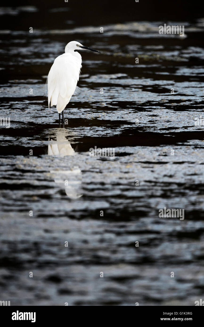 Grande aigrette (egratta alba), debout dans l'eau avec réflexion, Kruger National Park, Afrique du Sud Banque D'Images